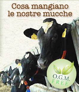 cosa mangiano le nostre mucche, mangimi no OGM