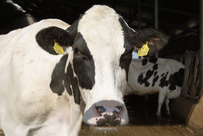 gandolfi Guido e Lorenzo